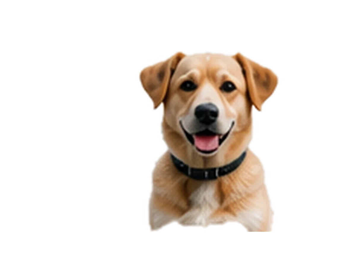 A clean cutout with a transparent background